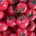 【推荐】精品硬粉西红柿热卖中产地直供货源充足质量保证
