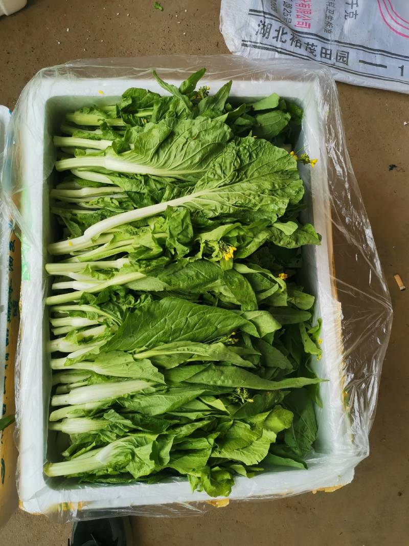 白菜苔大量上市