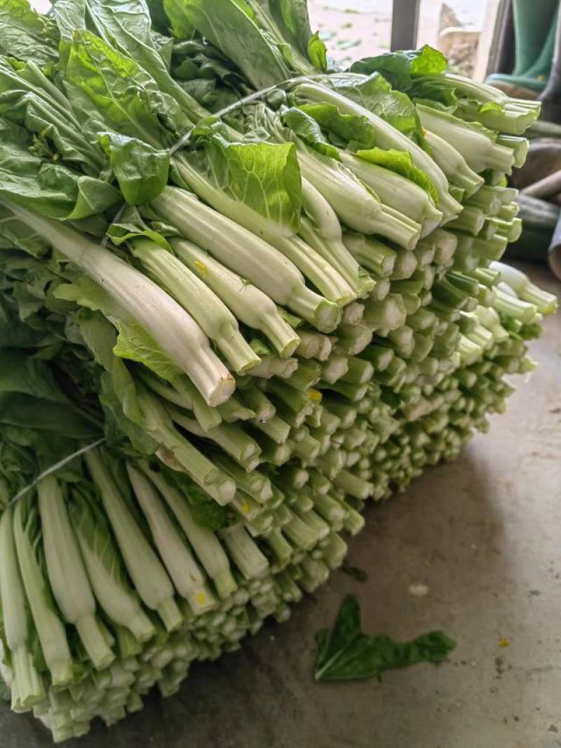 白菜苔大量上市