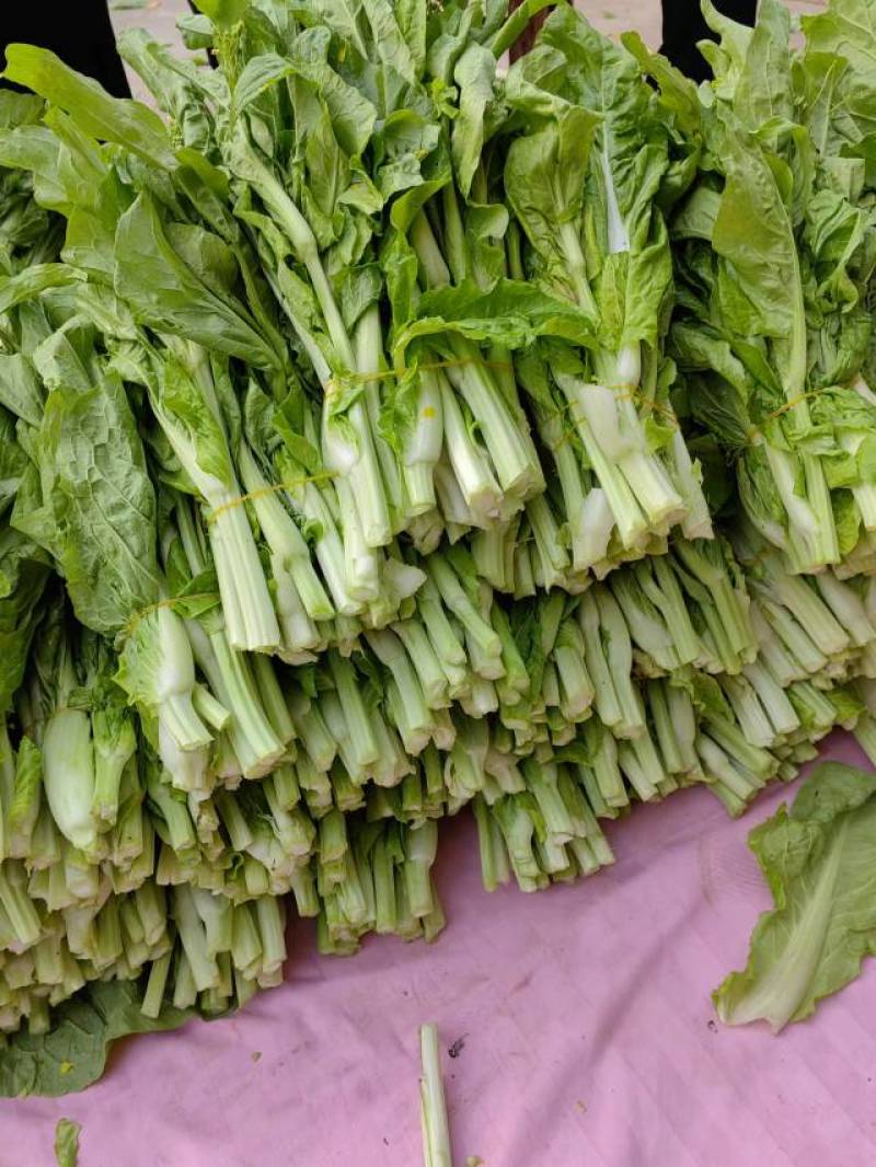白菜苔大量上市