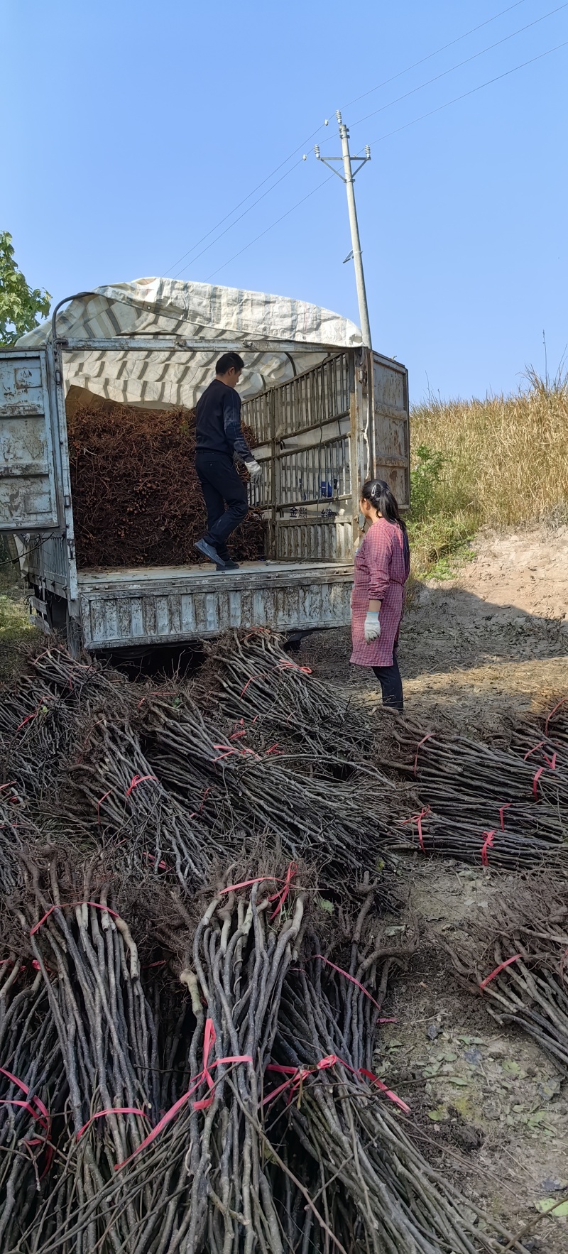 秋月梨树苗，外观漂亮，肉细无渣，核小耐贮运