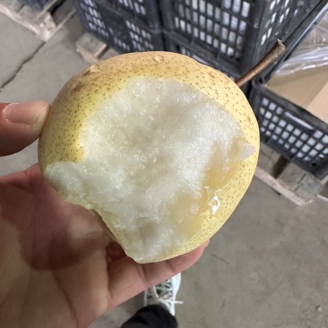 陕西酥梨个大脆甜汁多肉厚诚信经营代发精品