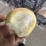 陕西酥梨个大脆甜汁多肉厚诚信经营代发精品