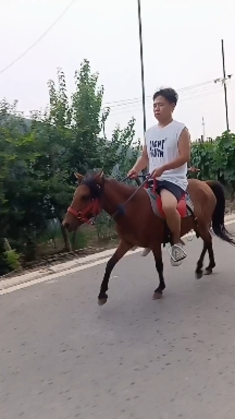 德保矮马，骑乘大马，景区拍照用马