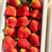 【推荐】南伍候村奶油草莓大量上市，品质保证支持视频看货