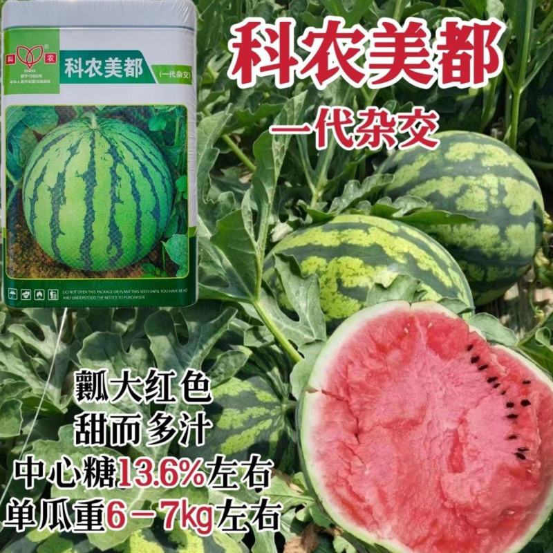 科农美都西瓜种子一代杂交大红瓤西瓜种籽花皮圆形西瓜品种耐