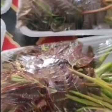 鲜香椿芽，走线上与线下。