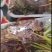 鲜香椿芽，走线上与线下。