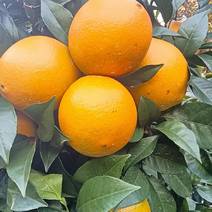 脐橙，自己家果子，几十万斤，量大从优，可对接全国各地客商
