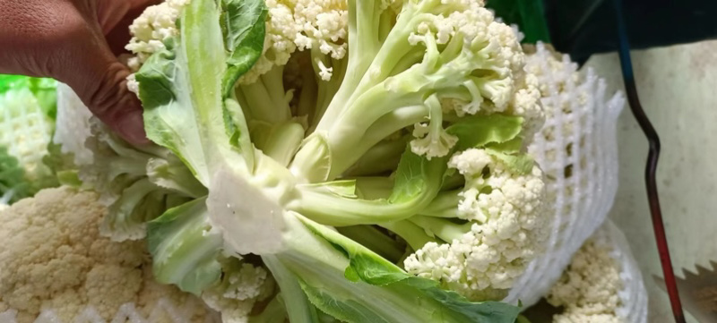 花菜，云南沪西精品有机花菜，白面青梗松花菜，地头现砍现发