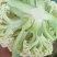 花菜，云南沪西精品有机花菜，白面青梗松花菜，地头现砍现发