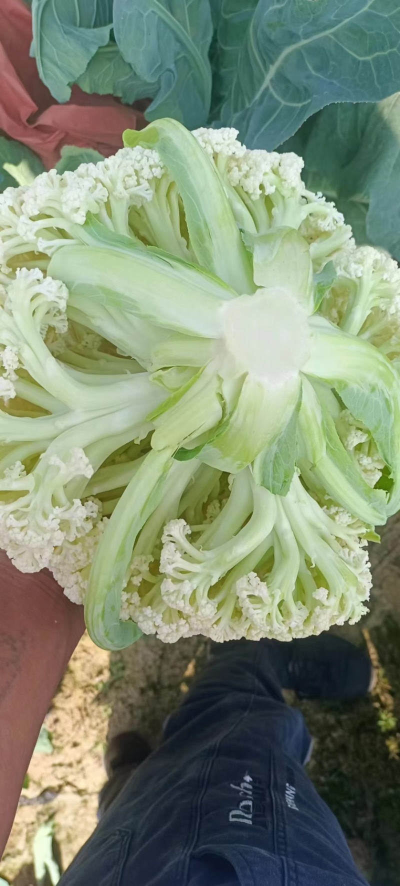 花菜，云南沪西精品有机花菜，白面青梗松花菜，地头现砍现发