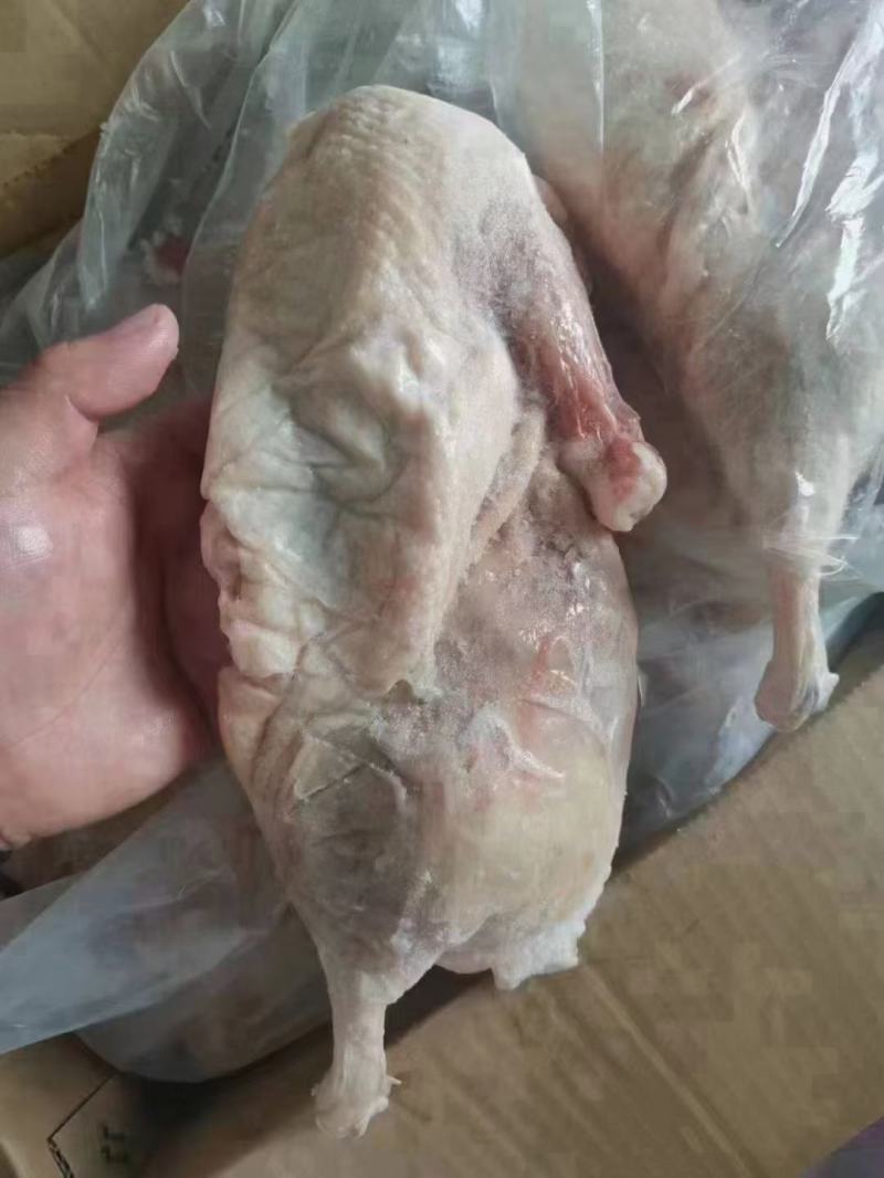 半片鸭