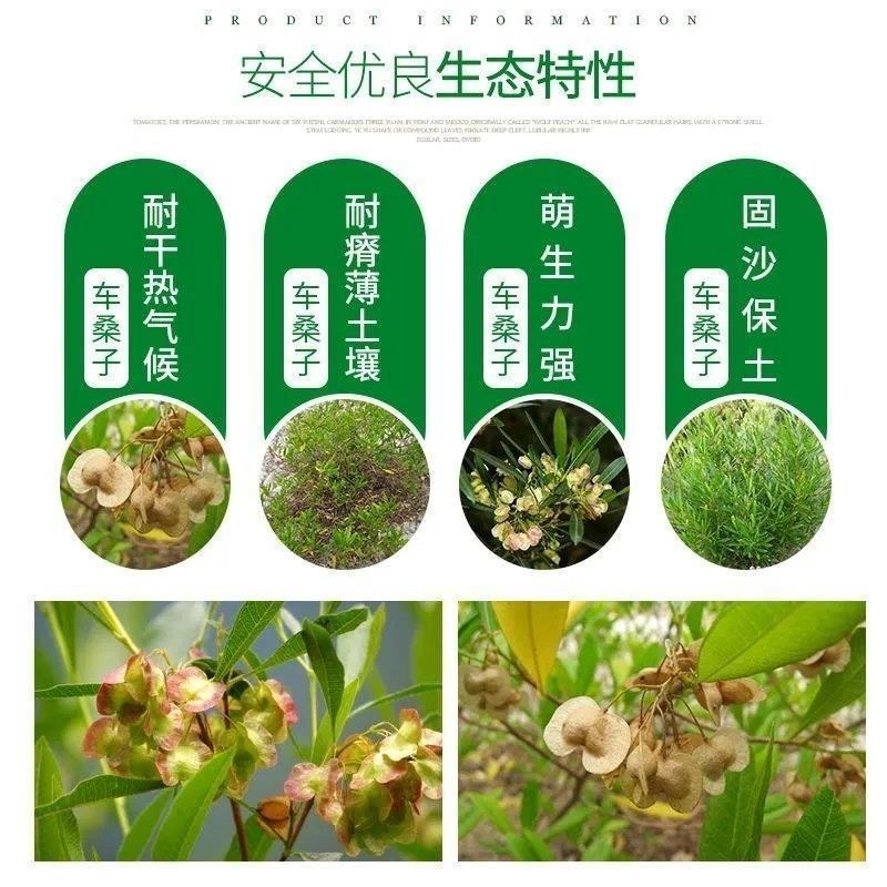 车桑子种子坡柳种子明油子边坡绿化矿山恢复绿固沙保土树种耐