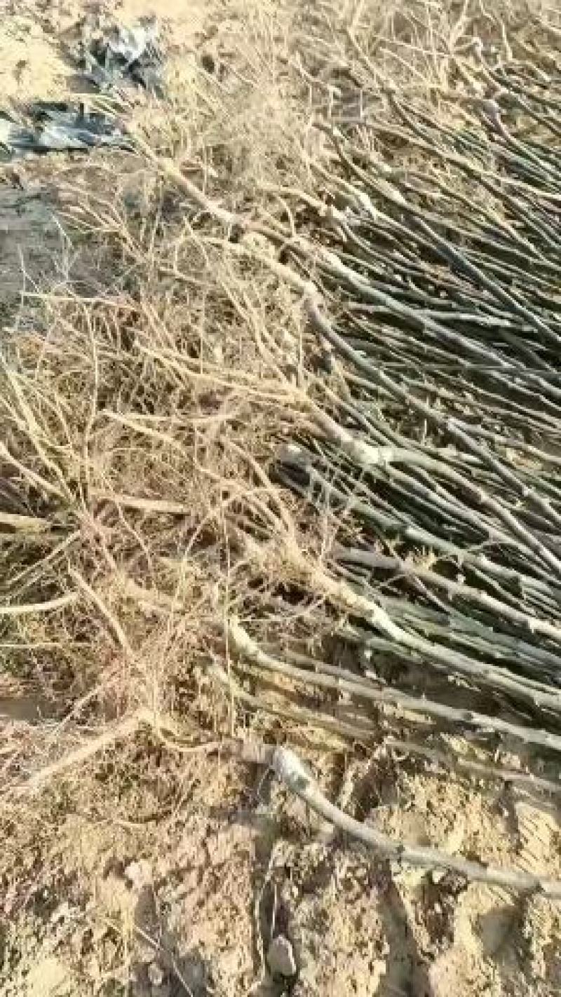 梨树苗，梨树，翠玉梨树苗，秋月梨苗，皇冠梨树苗，品种齐全
