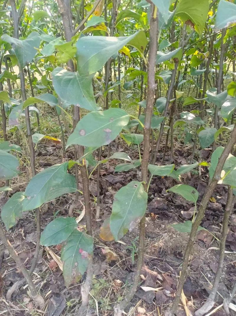 梨树苗，梨树，翠玉梨树苗，秋月梨苗，皇冠梨树苗，品种齐全