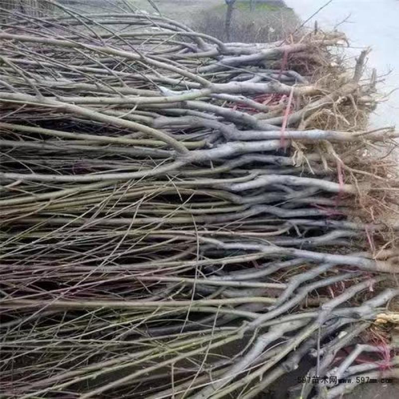 梨树苗，梨树，翠玉梨树苗，秋月梨苗，皇冠梨树苗，品种齐全