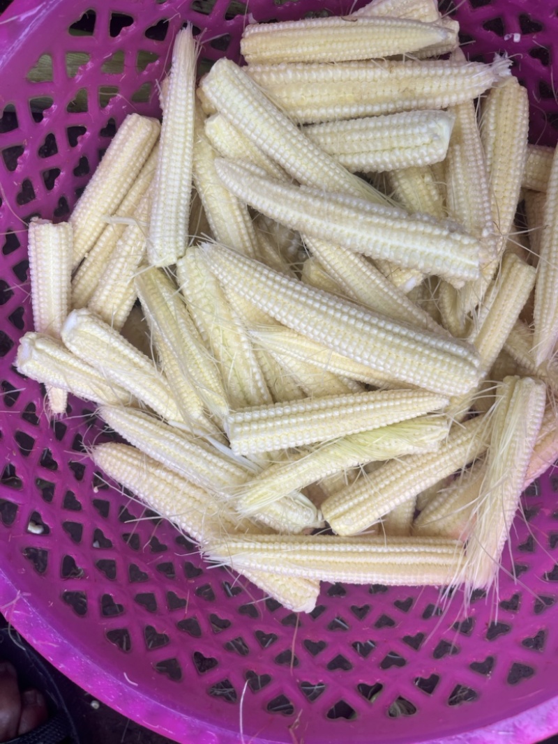 玉米笋大量供量，固定供货。