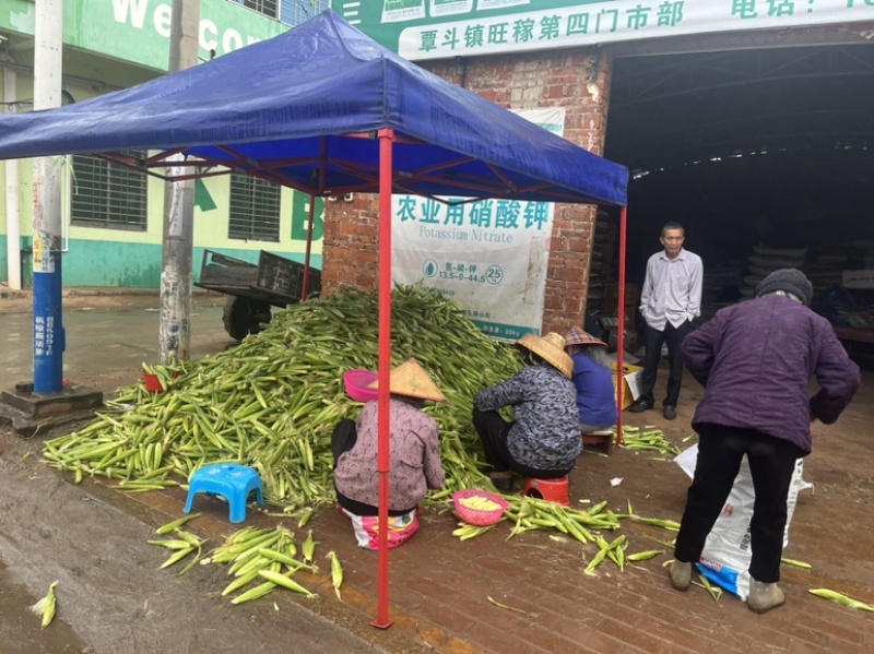 玉米笋大量供量，固定供货。