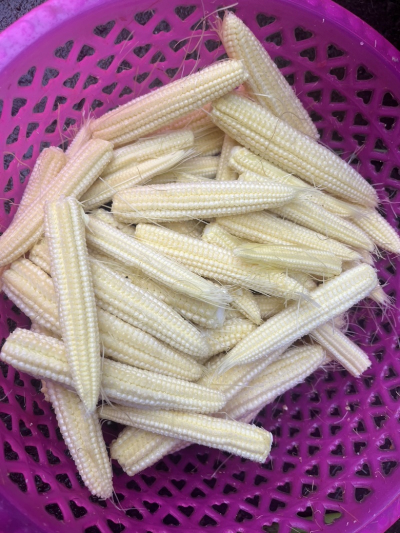 玉米笋大量供量，固定供货。