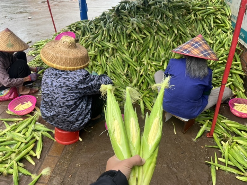 玉米笋大量供量，固定供货。