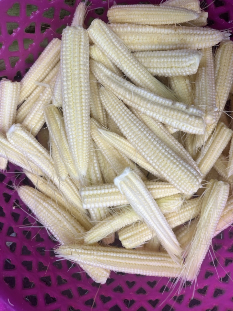玉米笋大量供量，固定供货。