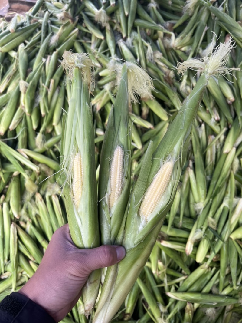 玉米笋大量供量，固定供货。
