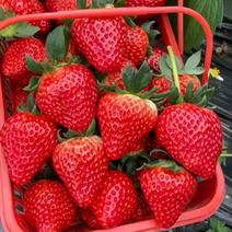 99草莓，产地直发，大量有货，欢迎