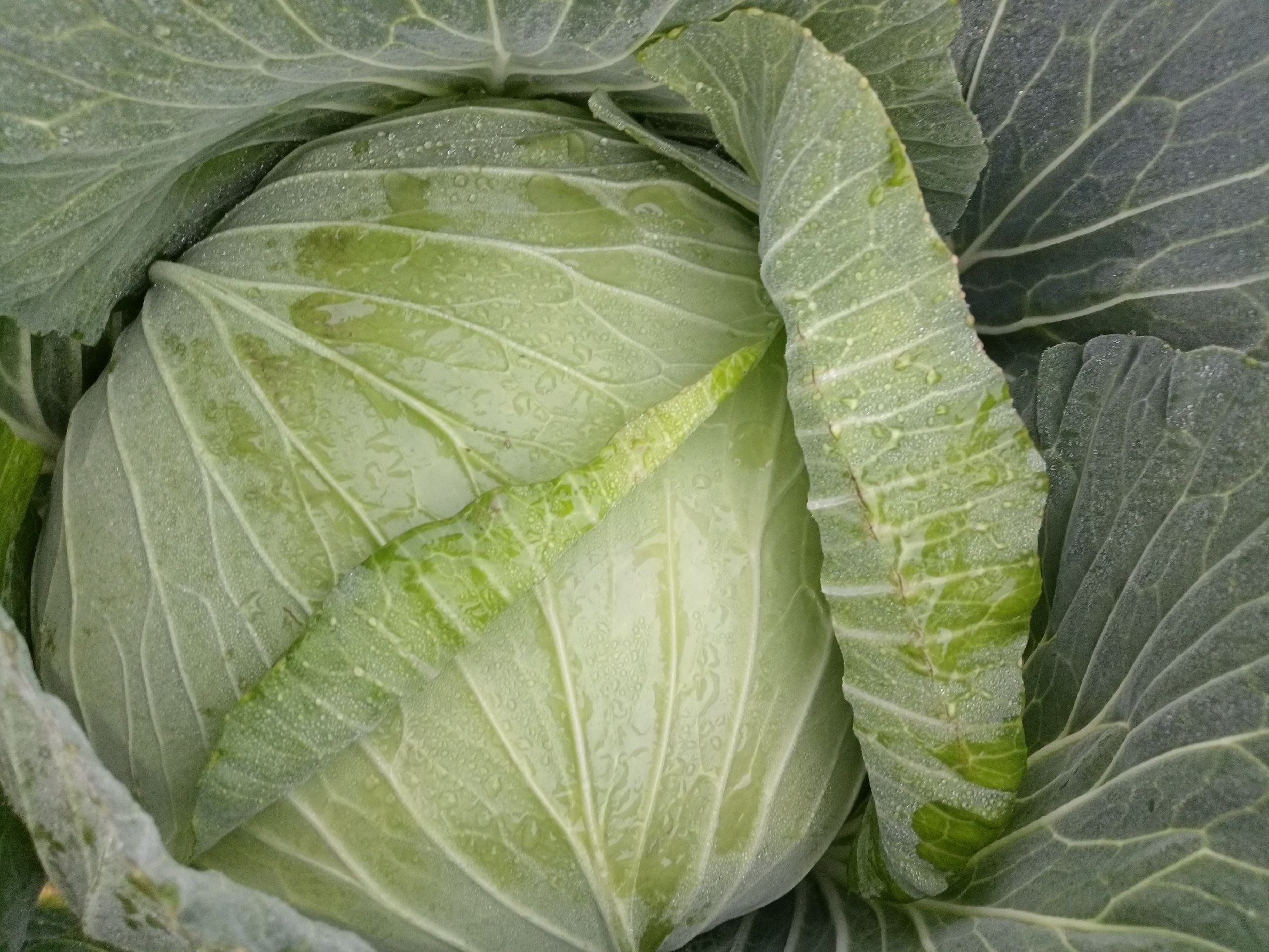 包菜丝与肉馅混合图