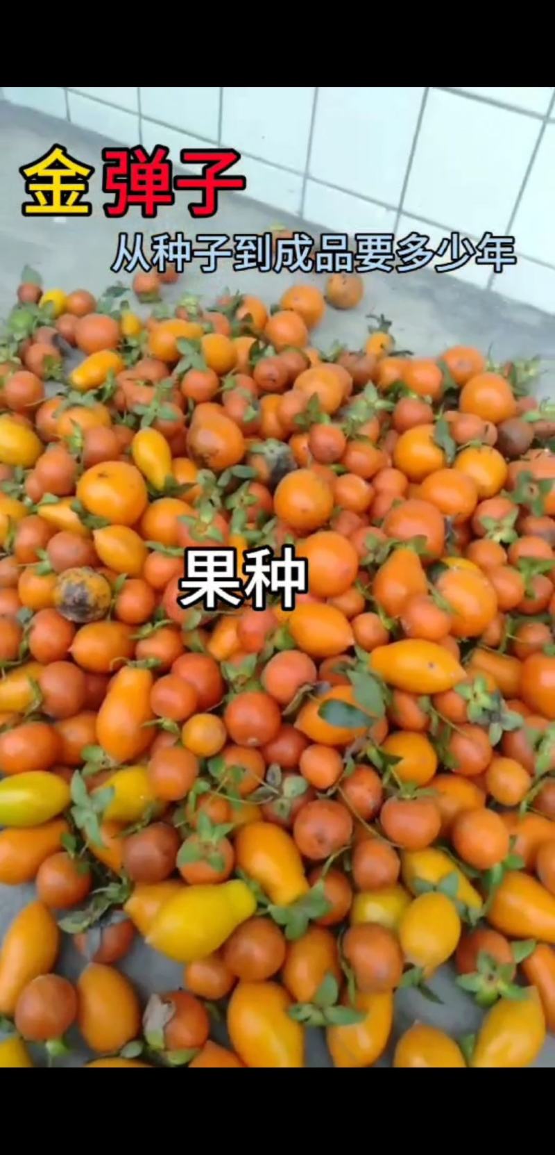 金弹子
