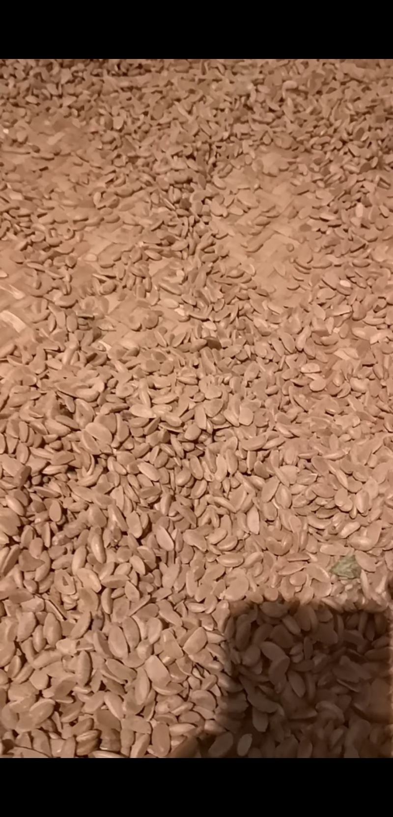 金弹子