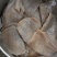 魔芋豆腐
