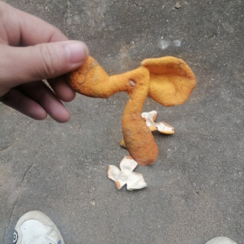 陈皮