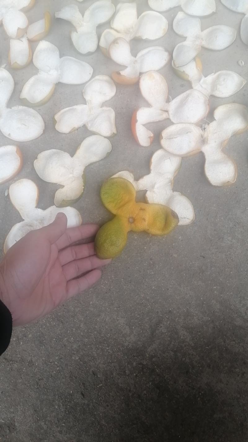 陈皮