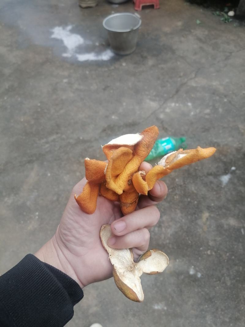 陈皮