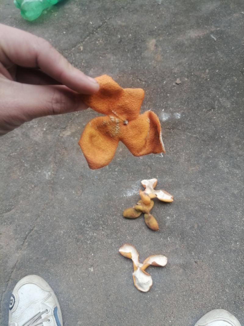 陈皮