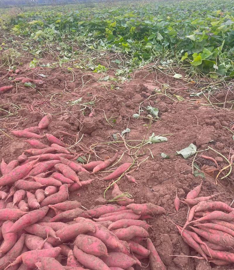 河北西瓜红烟薯25龙薯大型基地保质保量对接全国客商