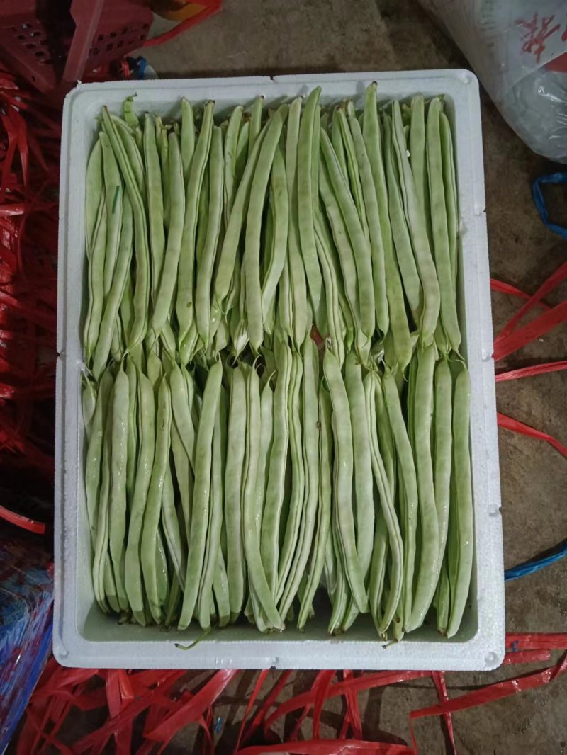 扁豆