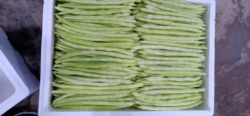 扁豆