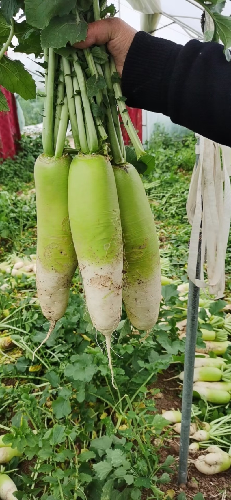 青亮一号长青反季节耐抽苔优质青头萝卜