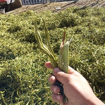 化石草，肾精草
