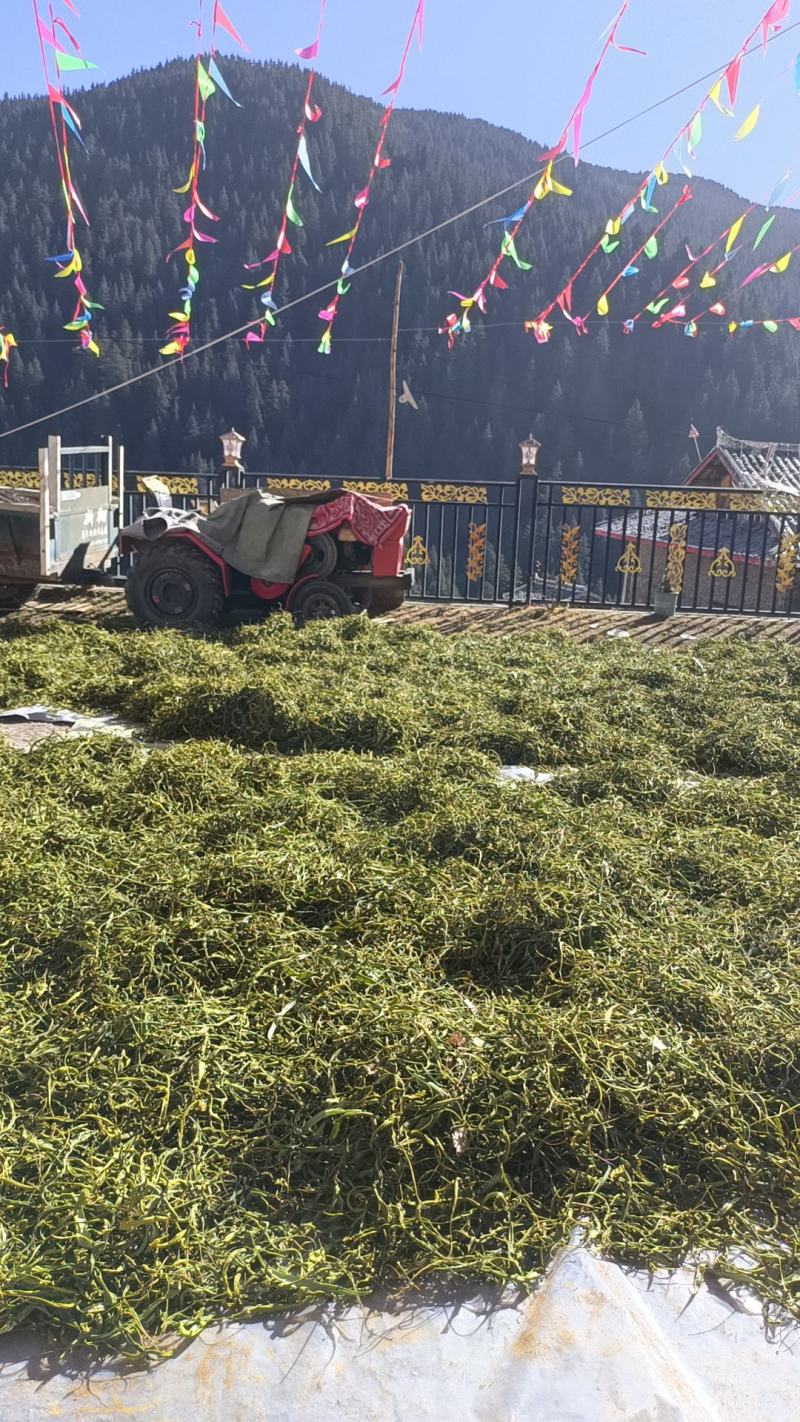 化石草，肾精草