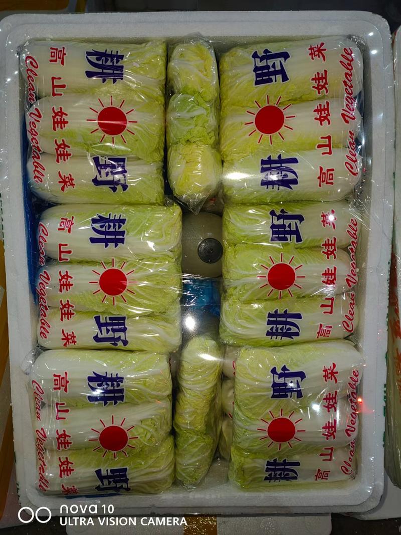 河北邯郸娃娃菜大量上市产地发货一手货源量从优一条龙服务