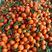 万州古红橘产地对接一手货源质量保证诚信经营