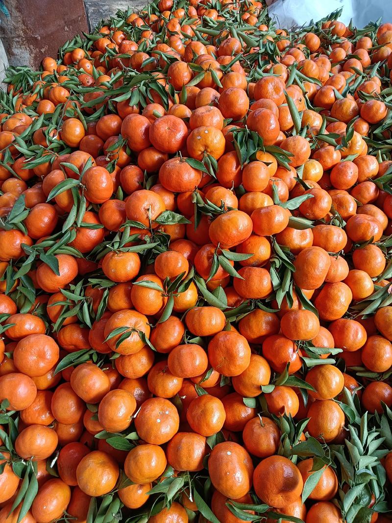 万州古红橘产地对接一手货源质量保证诚信经营