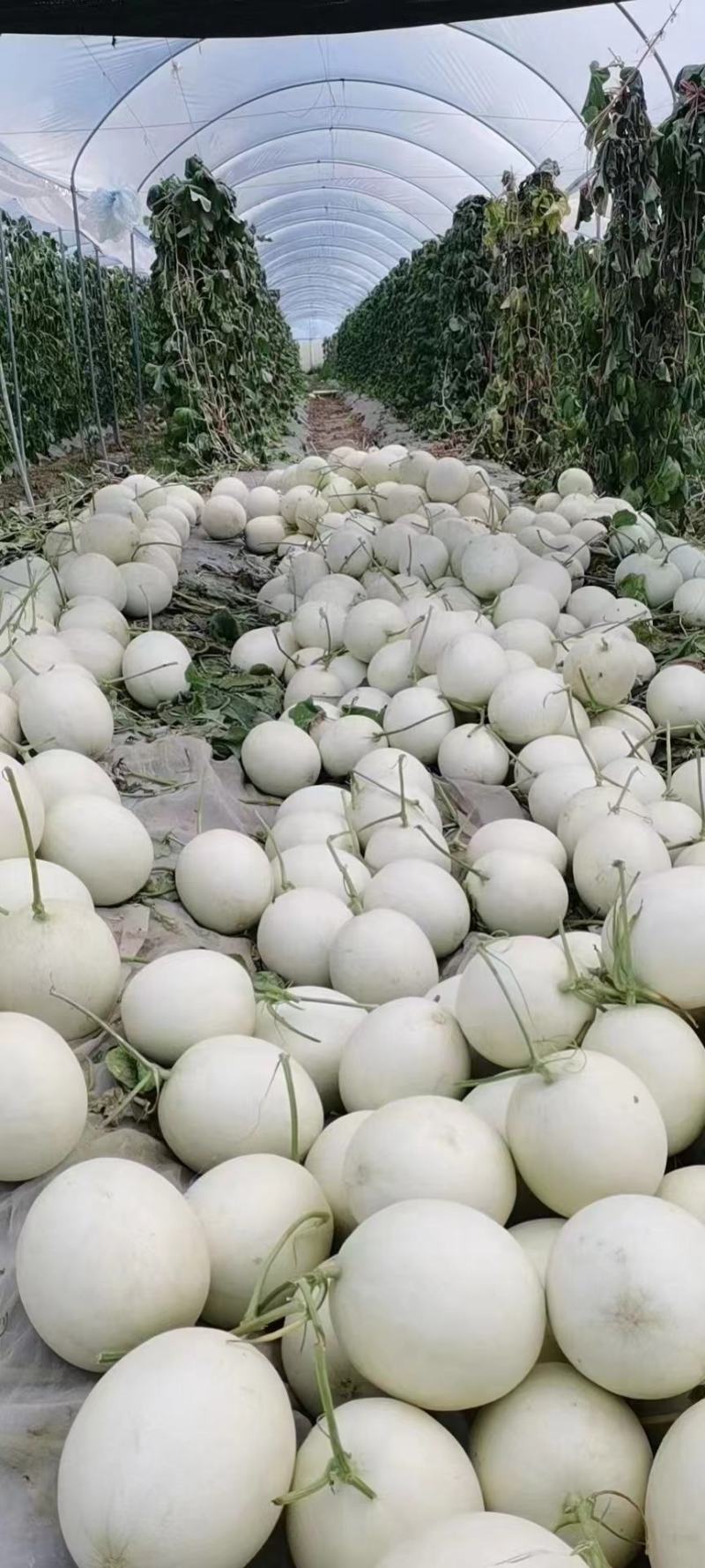 玉菇甜瓜精品白玉菇甜瓜奶香密可对接各大电商平台