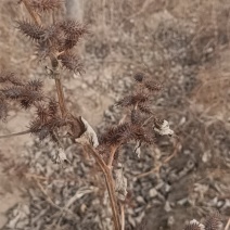 野生苍耳子