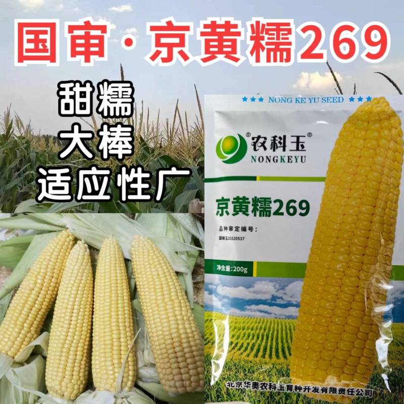京黄糯269玉米种子国审大棒黄甜糯黄糯早熟粘软黄糯玉米种