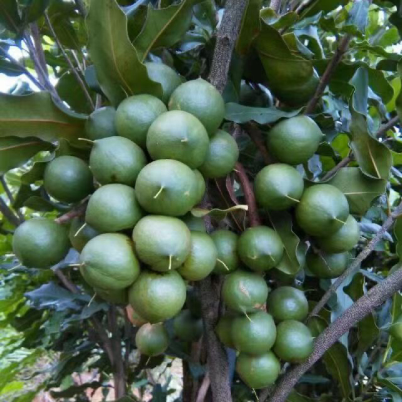 夏威夷果精品