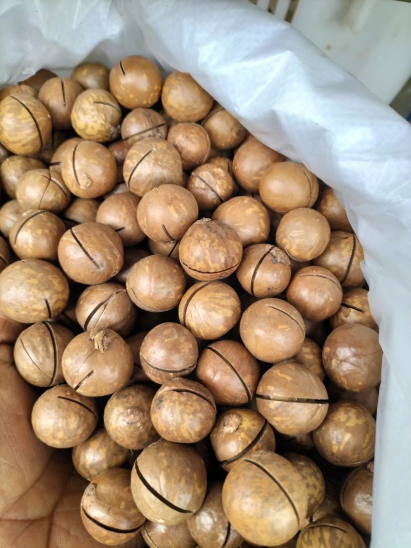 夏威夷果精品